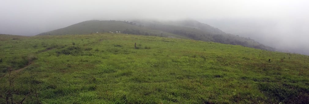 Gopalaswamy_Hills_Meadow